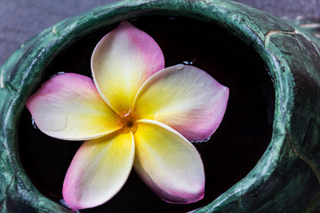 Fresh beautiful sweet pink flower plumeria or frangipani on water, big single yellow pink flower plumeria