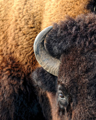 American bison (Bison bison) © gnagel