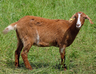 Ziege