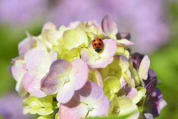 Ladybug on hydrangea flowers.