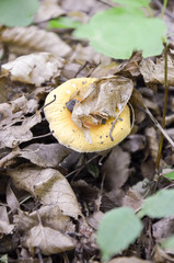 Yellow fly-agaric in autumn forest