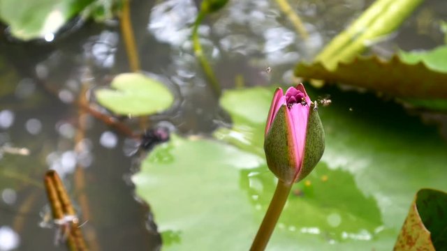 zoom in honey bee flying collecting pollen in deep of  blooming purple water lily captured at a lotus pond in Thailand. Lotus flower in Asia is important Buddhism culture symbolic