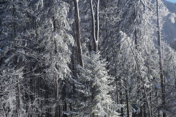 Branches of a tree covered in snow in mountainous alpine setting in Austria.