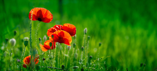 Obraz premium Niesamowite pole maku. Letnie kwiaty.