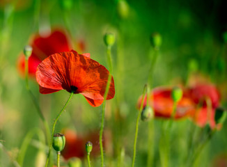 Obraz premium Amazing poppy field . Summer flowers .