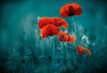 Naklejka premium Niesamowite pole maku. Letnie kwiaty.