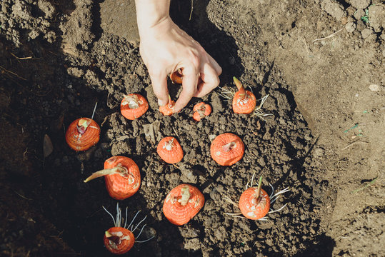 hands planting bulb of gladiolus in garden