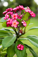 Branch of tropical red flowers frangipani (plumeria) on green le