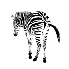 Fototapeta na wymiar black and white zebra, isolated animal vector illustration