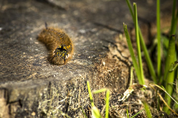 hairy caterpillar on a brown tree stump with green grass