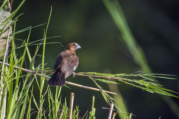Grosbeak Weaver in Kruger National park, South Africa
