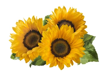 Fototapete Sonnenblumen 3 Sonnenblumen isoliert auf weißem Hintergrund als Paketgestaltungselement