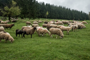 Hairy sheep on a green meadow