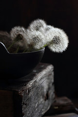 dandelions on a dark background