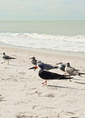 Black Skimmers with gulls a a tropical beach shoreline