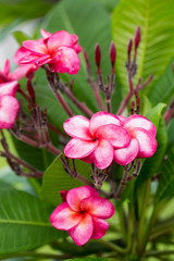 Branch of tropical red flowers frangipani (plumeria) on green le