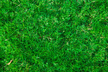 Green natural background texture scence object