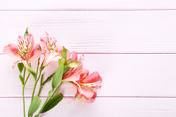 Beautiful alstroemeria flowers on a pink wooden table