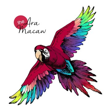 Vector hand drawn illustration of ara macaw parrot. Engraved exotic bird collection with high vibrant colors. Wild animals portrait.