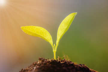 Growing young plants with sunlight. Selective focus.