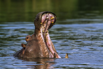 Fototapeta na wymiar Hippopotamus in Kruger National park, South Africa