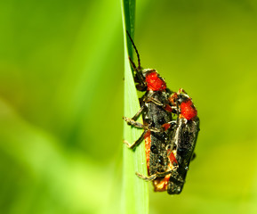 Couple of crickets having sex on a spike and smooth background