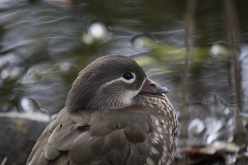 Mandarin Duck (Aix galericulata)