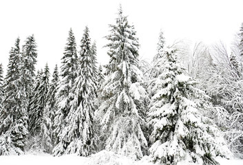 Winter landscape with snow covered trees