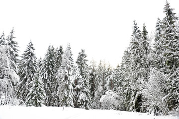 Winter landscape with snow covered trees