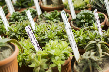 Market for sale plants. Many plants in pots. Interior of greenhouse for growing flowers and plants