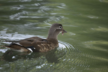 Mandarin Duck (Aix galericulata)