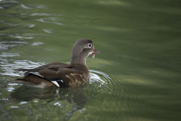 Mandarin Duck (Aix galericulata)