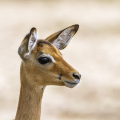 Impala in Kruger National park, South Africa