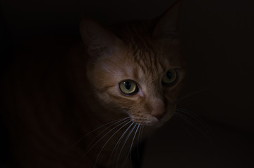 ネコのかくれんぼ