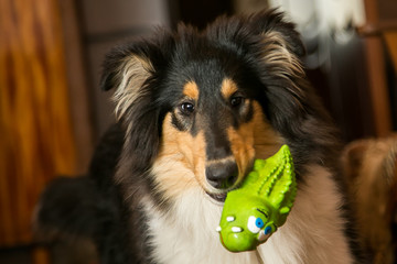 Portrait of a cute collie with it's toy