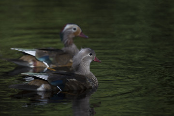 Mandarin Duck (Aix galericulata)