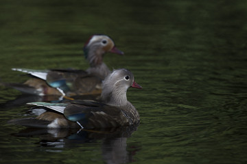 Mandarin Duck (Aix galericulata)