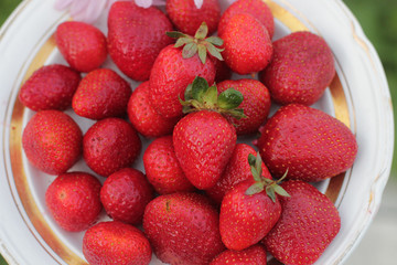 wild strawberry in a basket