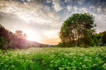 Fototapeta premium spring landscape with wildflowers and trees beautiful sunset.
