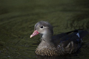 Mandarin Duck (Aix galericulata)