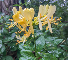 beautifull honeysuckle close up