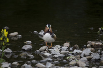 Mandarin Duck (Aix galericulata)