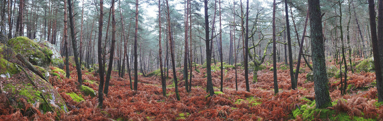 Wald von Fontainebleau