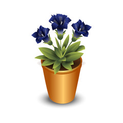 Isolated flower in pot, vector illustration
