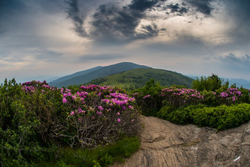 Swirling Clouds Over Jane Bald with Rhododendron