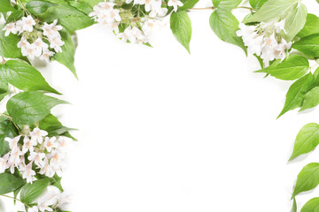 Panoramic Green leaves and flowers on white background