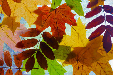 Colorful autumn leaves