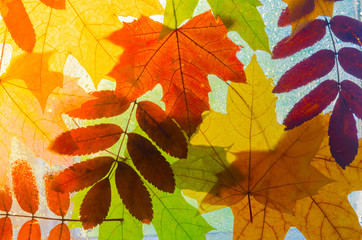 Colorful autumn leaves - obrazy, fototapety, plakaty