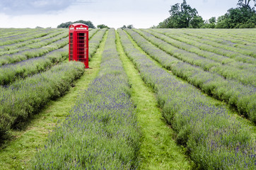 landscape of endless lines of lavender field with red British phone box