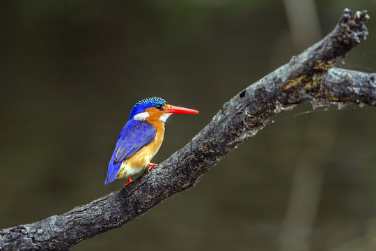 Malachite kingfisher in Kruger National park, South Africa © PACO COMO